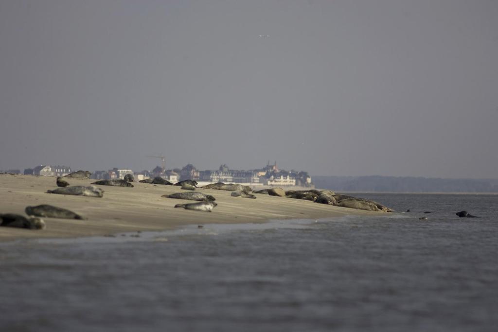 Logis Auberge De La Dune - Hotel & Restaurant ル・クロトワ エクステリア 写真